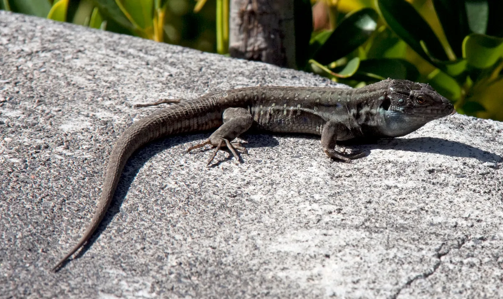 #9 - La Palma Giant Lizard: A Canary Island Dragon That Wouldn't Die (LizardUploaded by tm, CC BY 2.0)