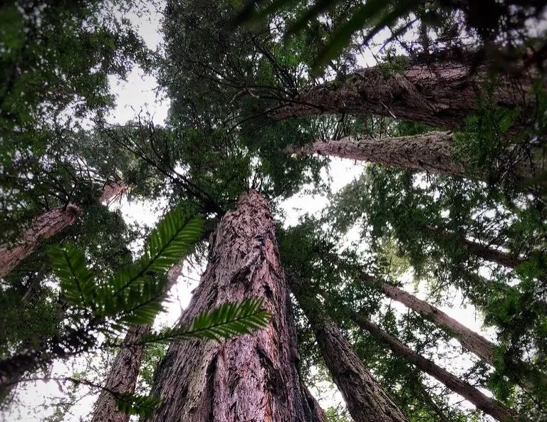 Ancient Origins: Relics From a Warmer World (Image Credits: Flickr)