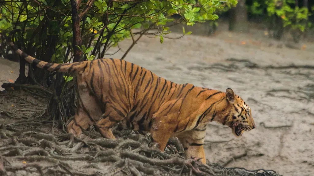 4. Sundarbans, India and Bangladesh – Where Forest Meets Tiger Territory (pointn'click, Flickr, CC BY 2.0)