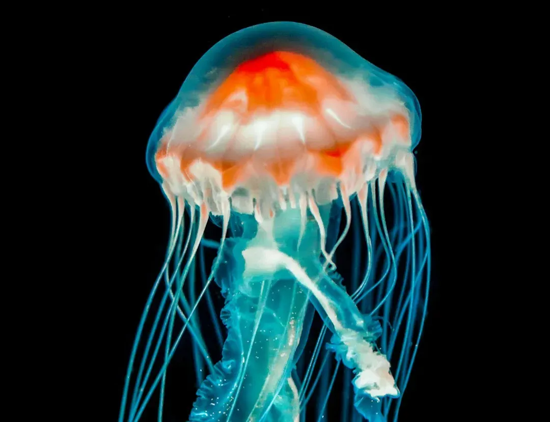 The Immortal Jellyfish: Turritopsis and the Art of Aging Backwards (Image Credits: Unsplash)