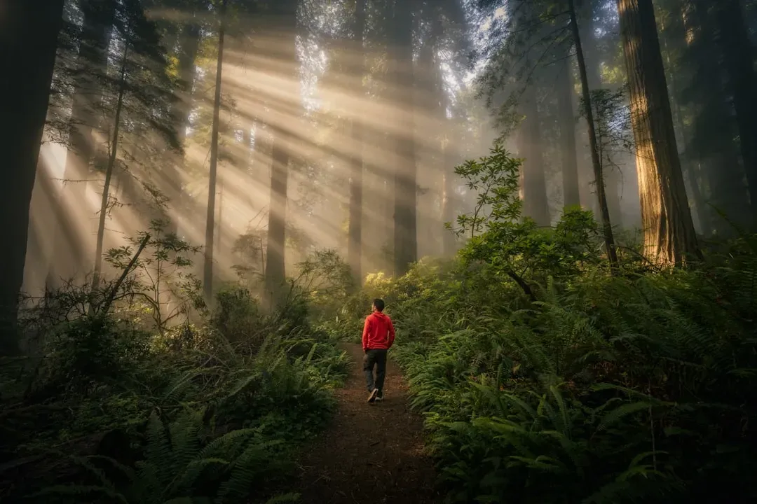 How to Let the Forest Do More of the Work (Without Turning It Into a Project) (Image Credits: Unsplash)