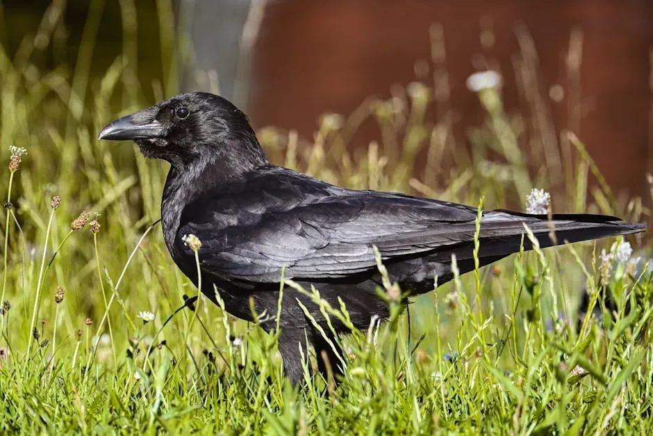 10. Ravens And Crows Using Tools As Messages (Image Credits: Pexels)