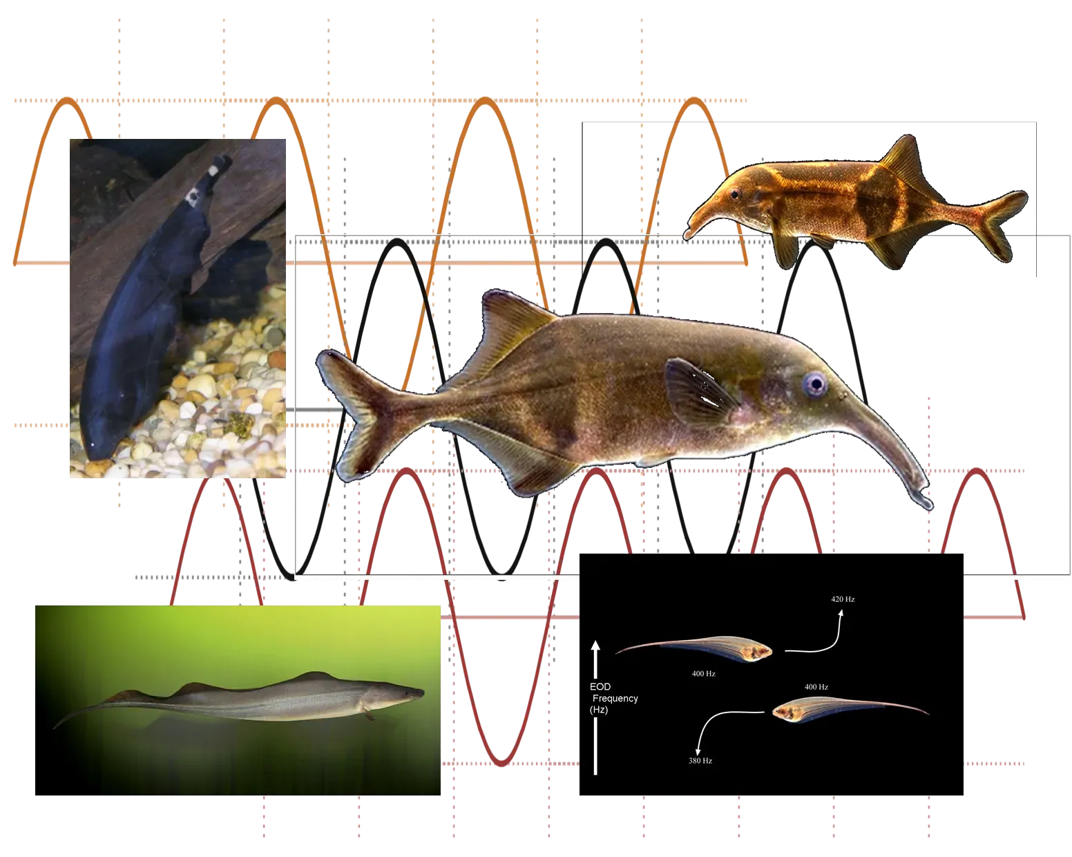Electrocommunication: Electric Fish Use Invisible Force Fields (Image Credits: Wikimedia)