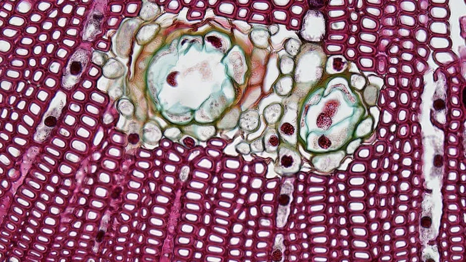 Not Everything Dies at Once: The Strange “Afterlife” of Cells (Image Credits: Pexels)
