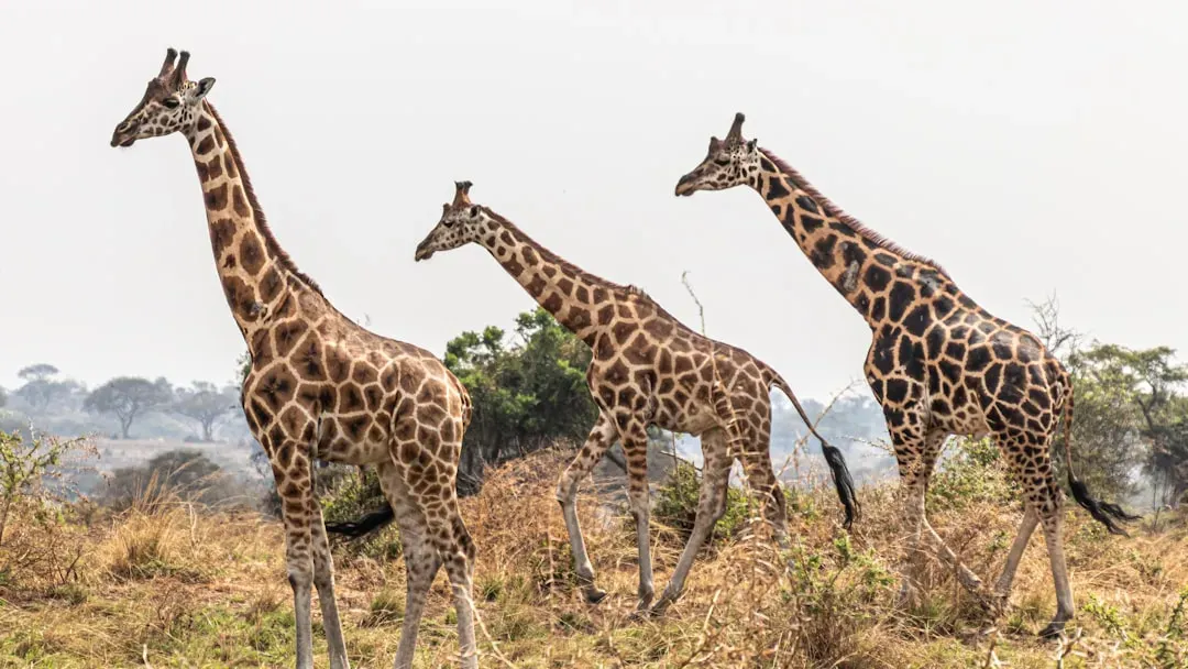 #7 Giraffe – Libra Balance on a Fragile Horizon (Image Credits: Unsplash)