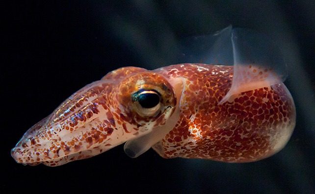 Hawaiian Bobtail Squid (Image Credits: Wikimedia)