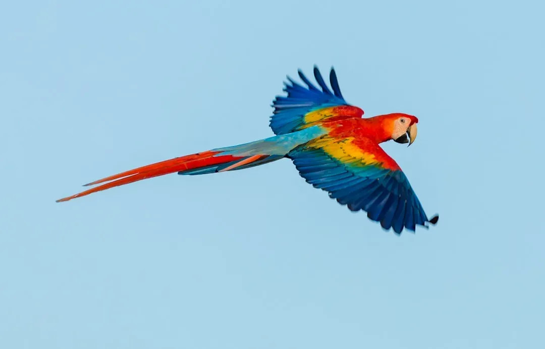 Leo – The Scarlet Macaw: Colorful, Charismatic, and Center-Stage (Image Credits: Unsplash)