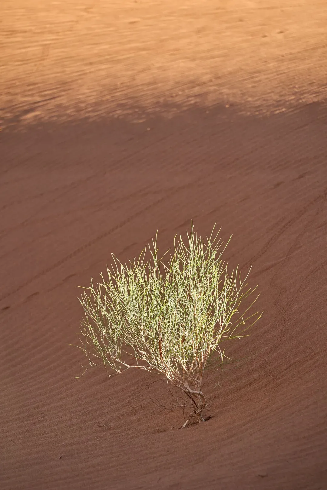 The Future Landscape: Will the Sahara Turn Green Again? (Image Credits: Unsplash)