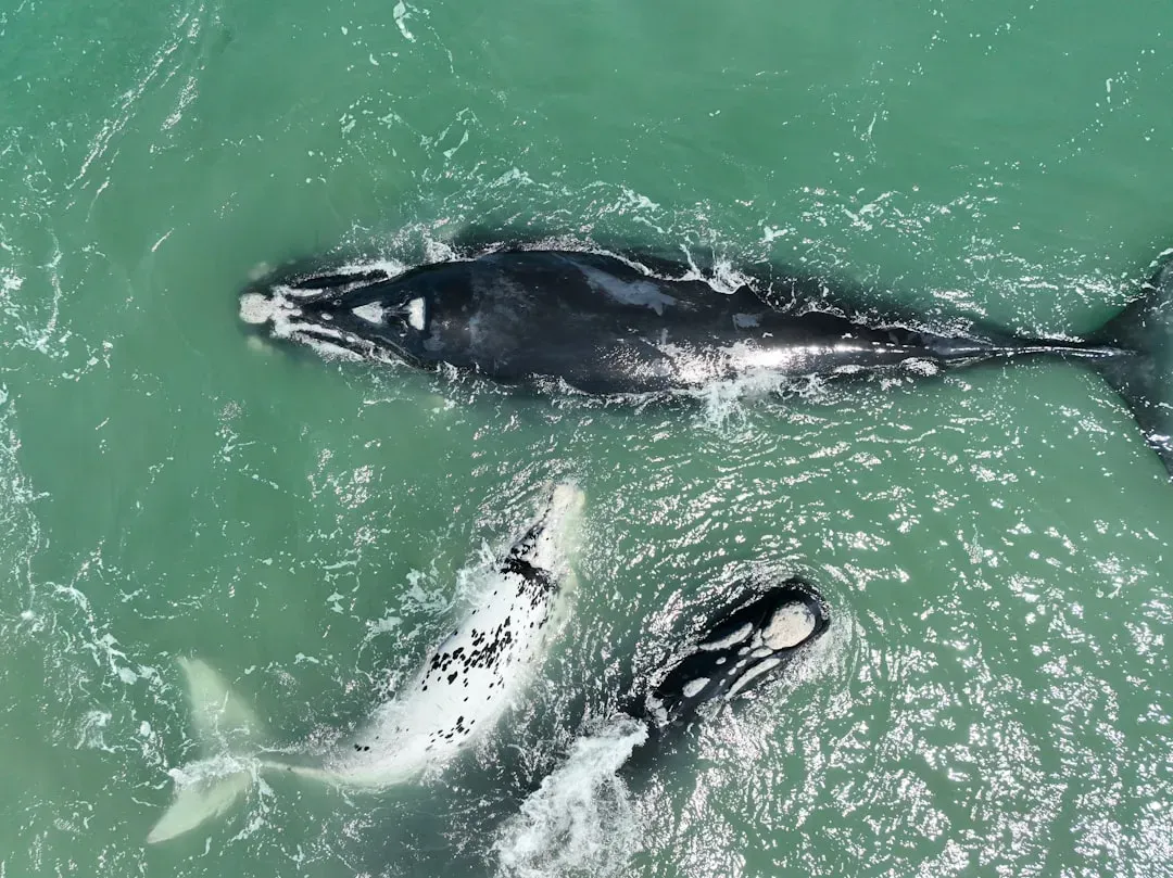 North Atlantic Right Whale (Image Credits: Unsplash)