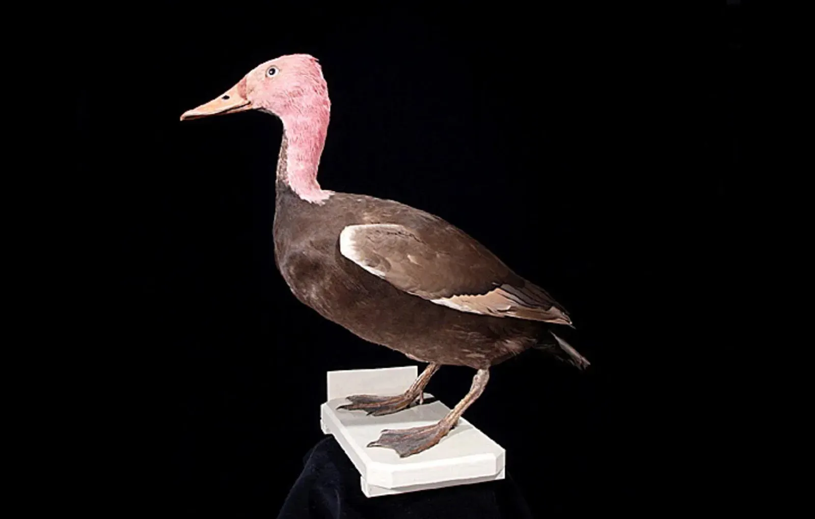 #2 - Pink-Headed Duck (Naturalis Biodiversity Center, CC BY-SA 3.0)