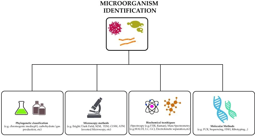 The Hidden Clues (Image Credits: Wikimedia)