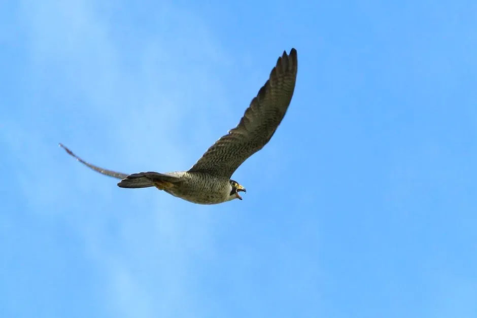 Stamina, Control, And Precision: Speed Is Only Half The Story (Image Credits: Pexels)