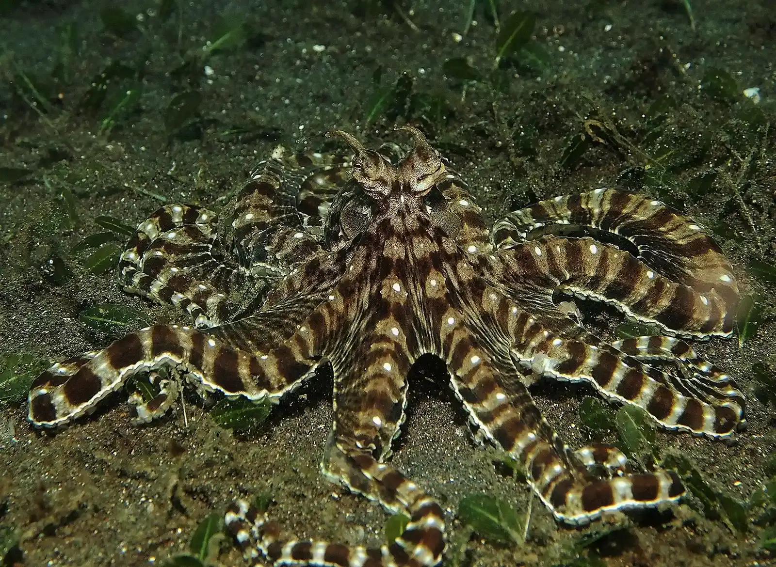 #11 - Some Impersonate Entirely Different, More Dangerous Animals (Flickr: mimic_octopus, CC BY 2.0)