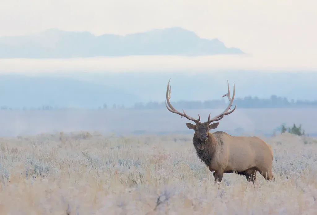 Elk Behavior: The Fear Factor That Started It All (Image Credits: Flickr)