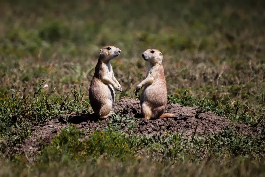 2. Prairie Dogs Speak in Full Descriptive Sentences (Image Credits: Unsplash)