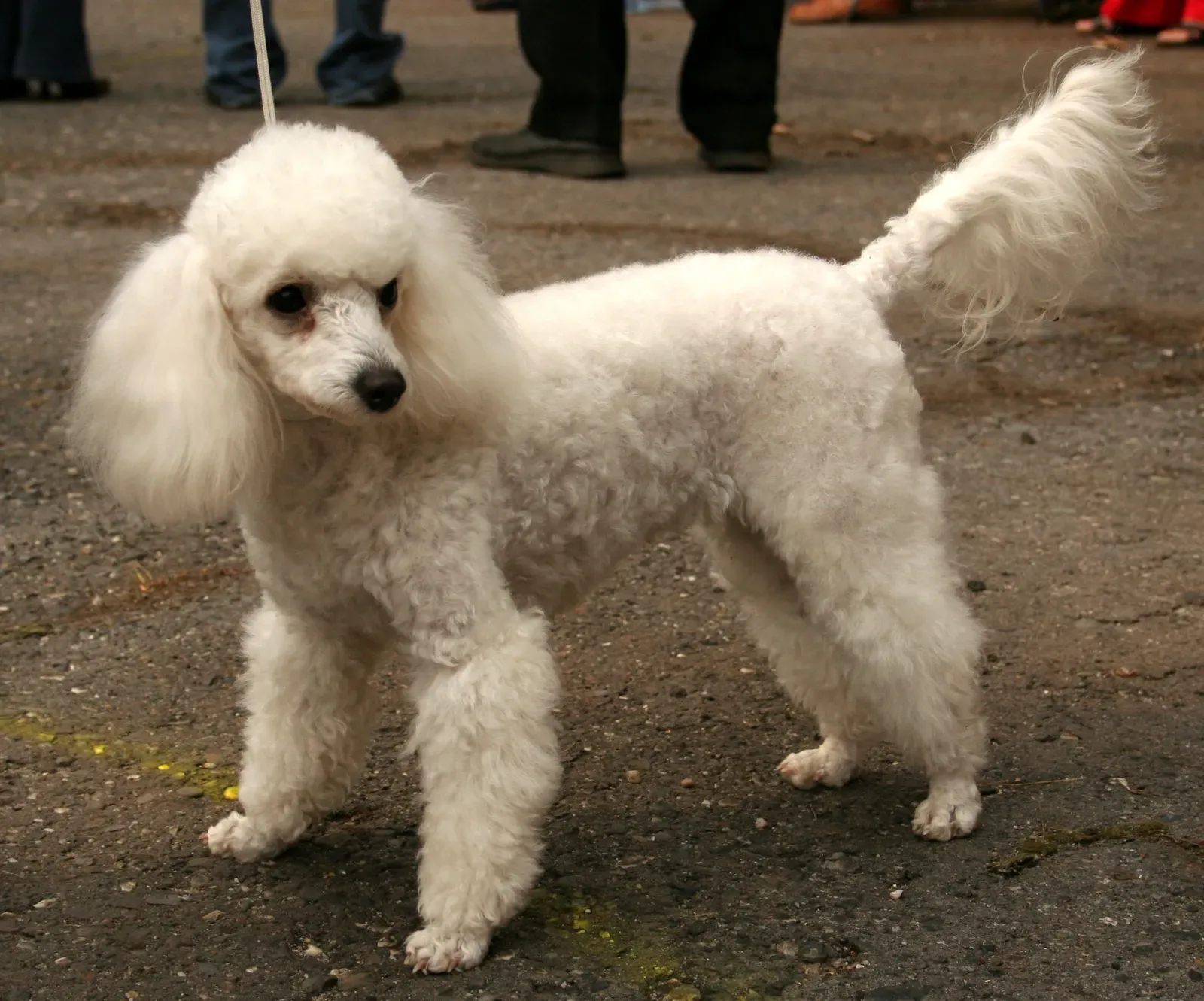 Poodle (Miniature or Standard): The Smart, Low‑Shedding Sidekick (By Pleple2000, CC BY-SA 3.0)