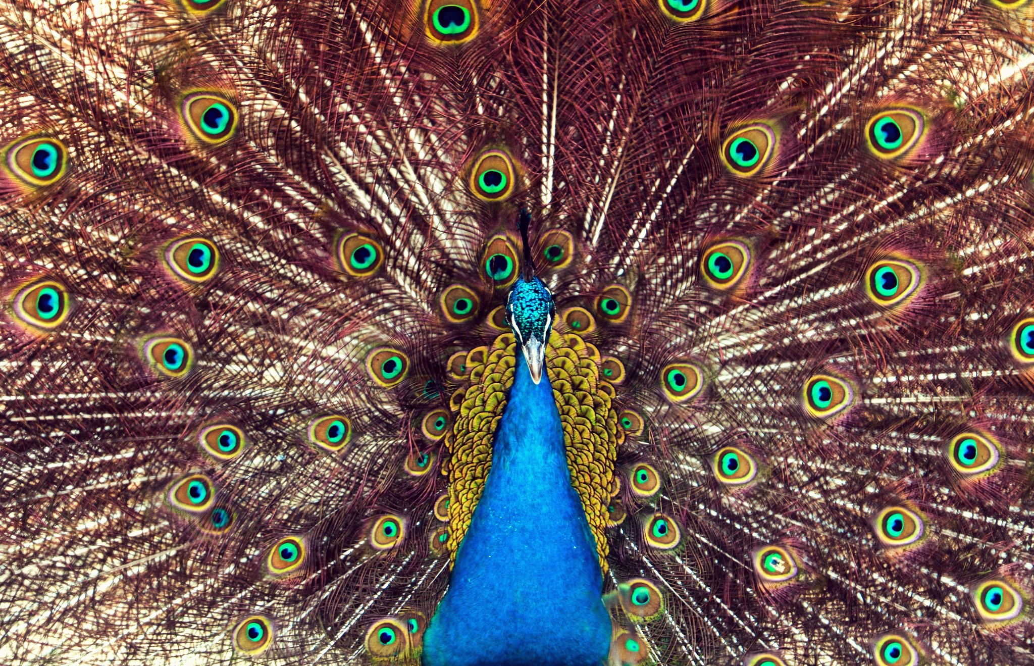 Leo: The Magnificent Peacock of Fire (Image Credits: Wikimedia)