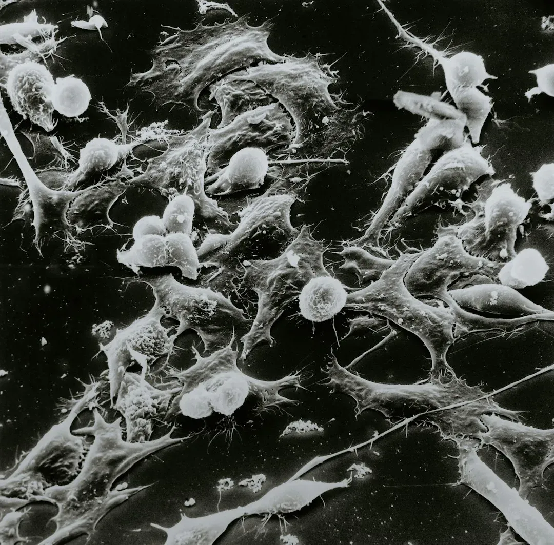 Cells, Organs, and the Slow Unraveling of a Body (Image Credits: Unsplash)