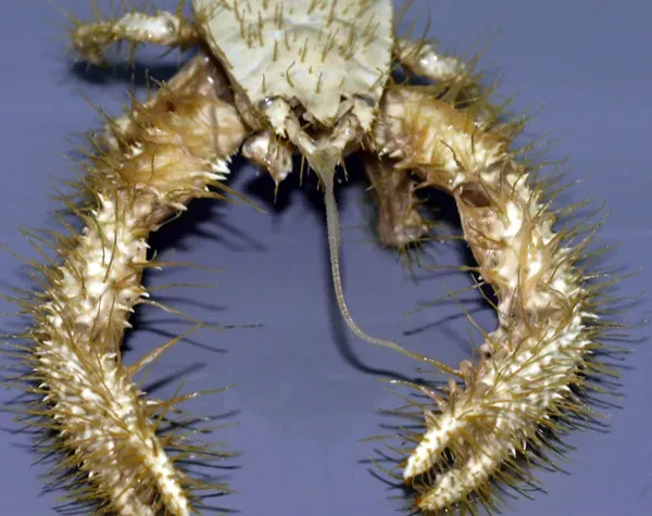 11. Yeti Crab – The Furry-Armed Farmer of the Deep (Image Credits: Wikimedia)