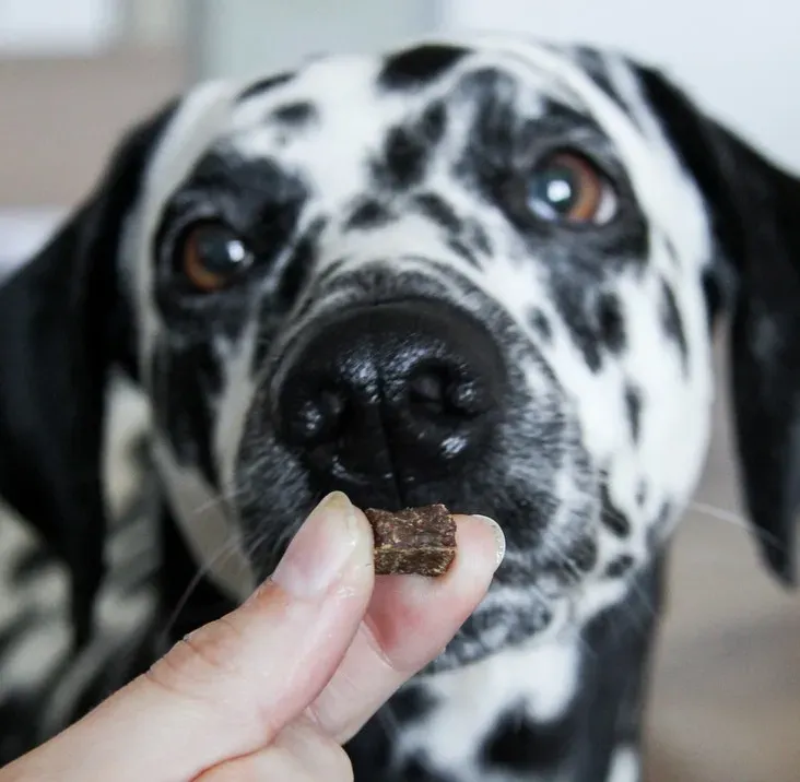 Step 3: One Minute of Nose Work to Switch On the Sniffer (Image Credits: Flickr)