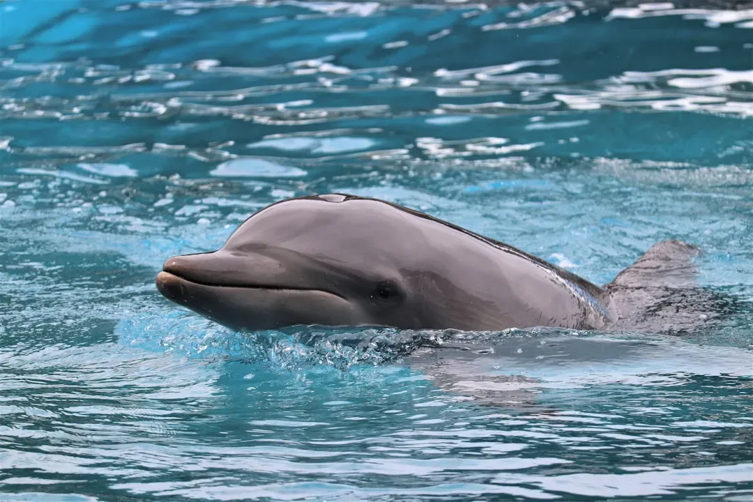 2. Dolphins and Whales: The Final Float and the Refusal to Let Go (Image Credits: Unsplash)