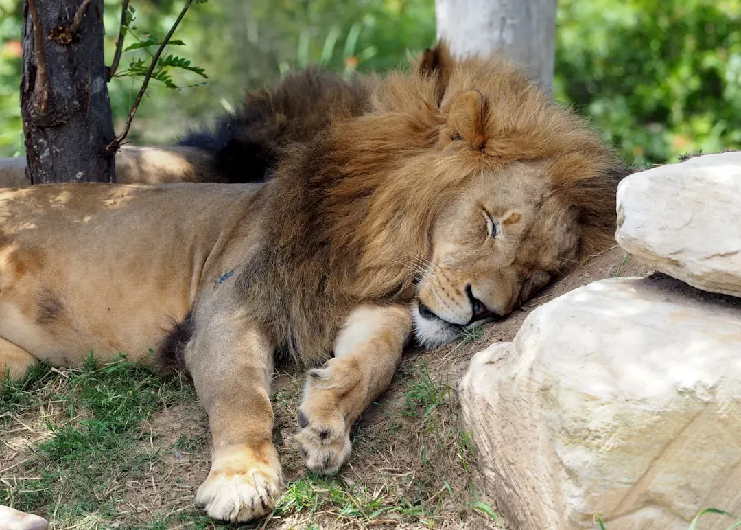 3. Sleep Is Universal In Animals, But How They Do It Makes No Sense (Image Credits: Unsplash)