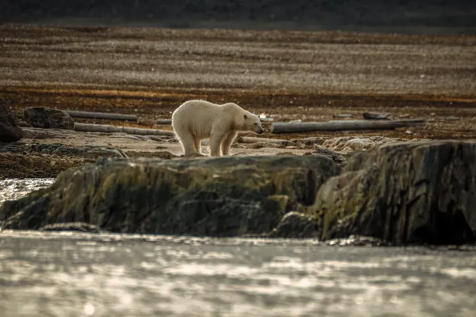 Climate Change: The Invisible Force Reshaping America’s Wildlife (Image Credits: Pexels)