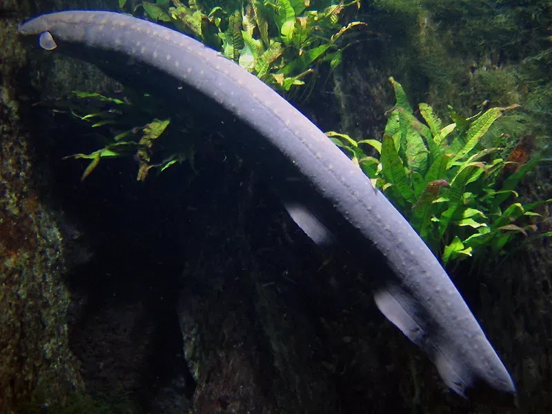 Electric Eels: Biological Power Plants That Sense and Strike (Image Credits: Wikimedia)