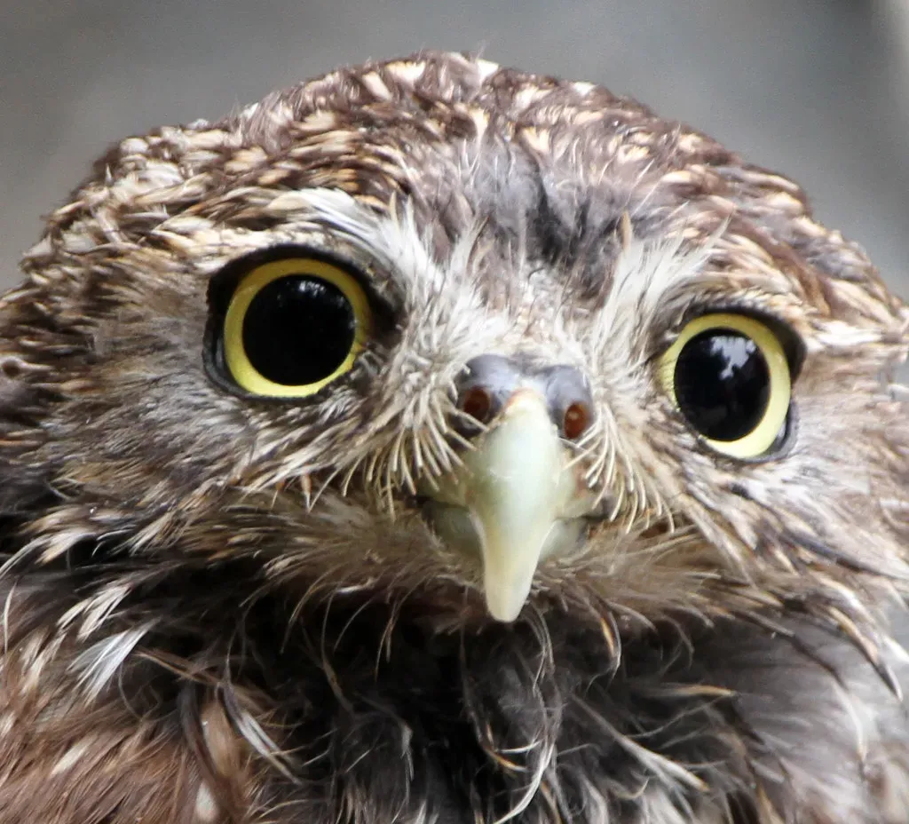 Birds See a World Splashed With Ultraviolet Colors (ahisgett, Flickr, CC BY 2.0)