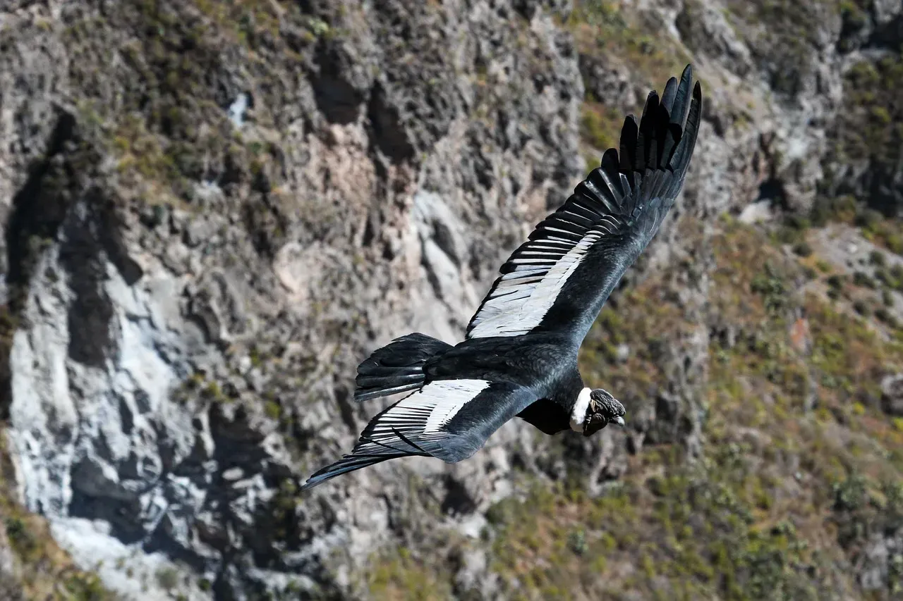Capricorn – The Condor’s Strategic, Long-Range Watch (Image Credits: Pixabay)
