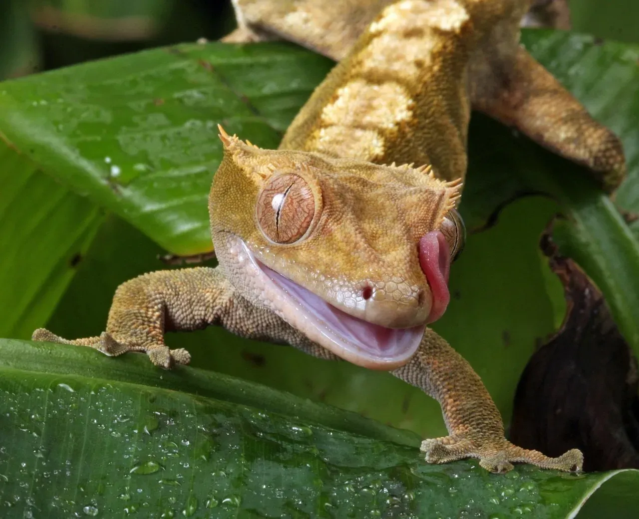 #8 - Crested Gecko: A Pet Store Staple That Was Once "Gone Forever" (Image Credits: Pixabay)