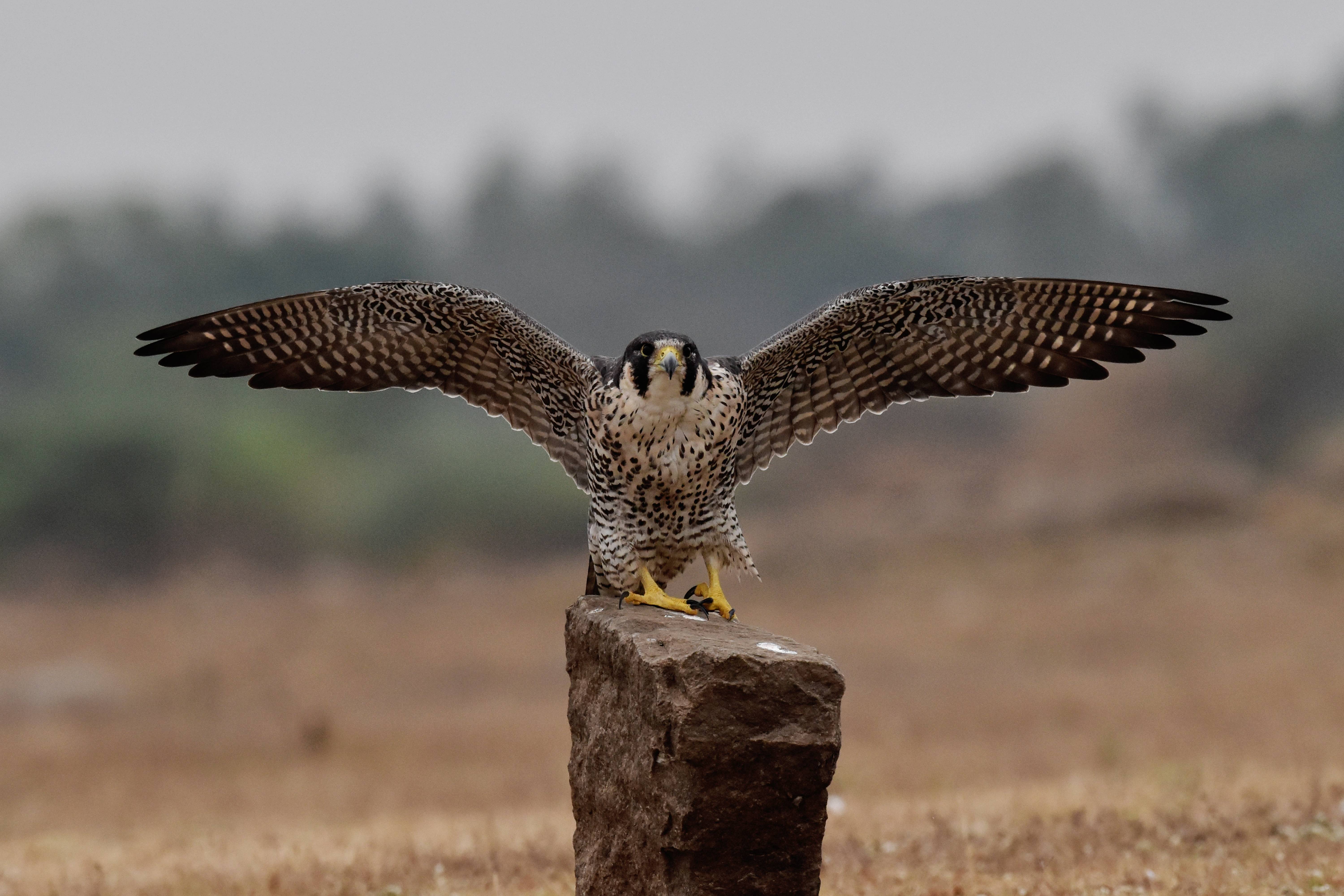 The Hidden Clues (Image Credits: Wikimedia)