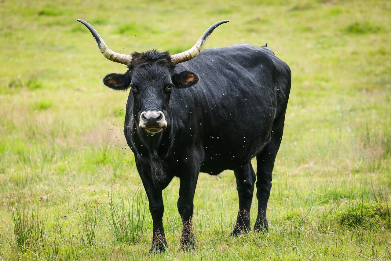 The Ox: Patient Power and Steady Progress (Image Credits: Pixabay)