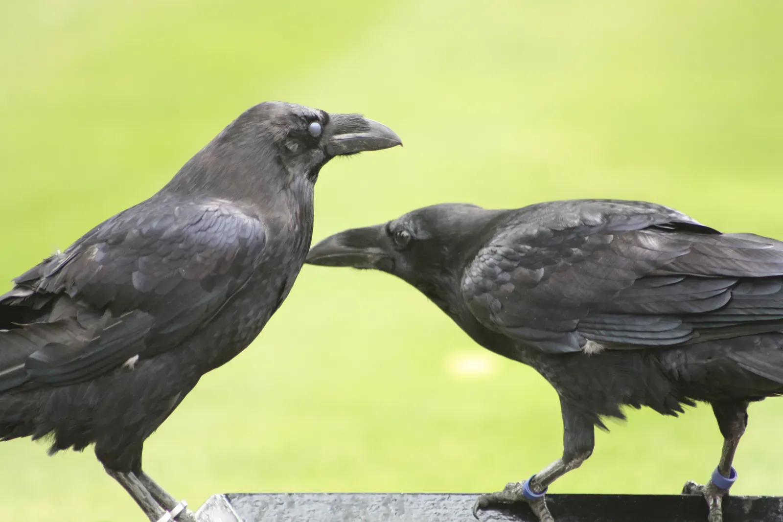 Practical Ways To Respond When You Keep Seeing Raven Pairs (By Cj005257, CC BY-SA 3.0)