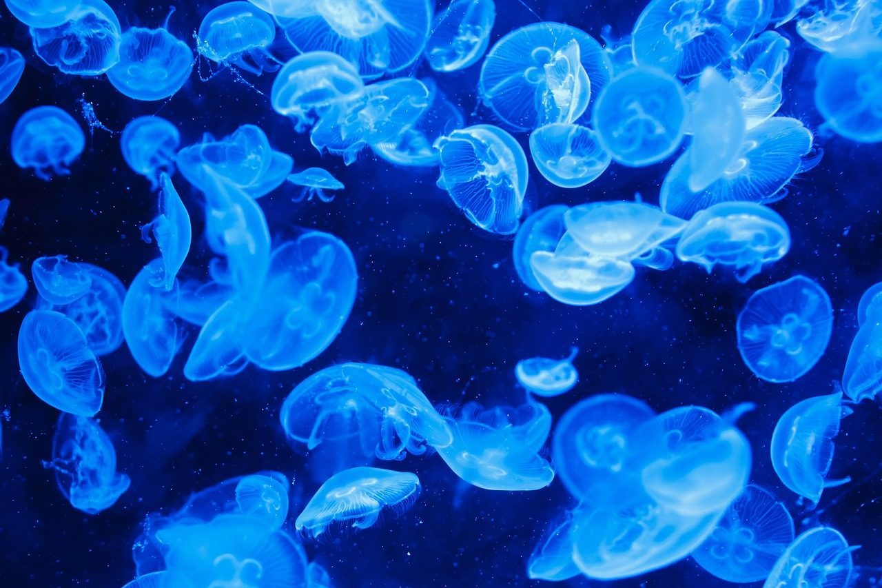 Jellyfish and Siphonophores (Image Credits: Pixabay)