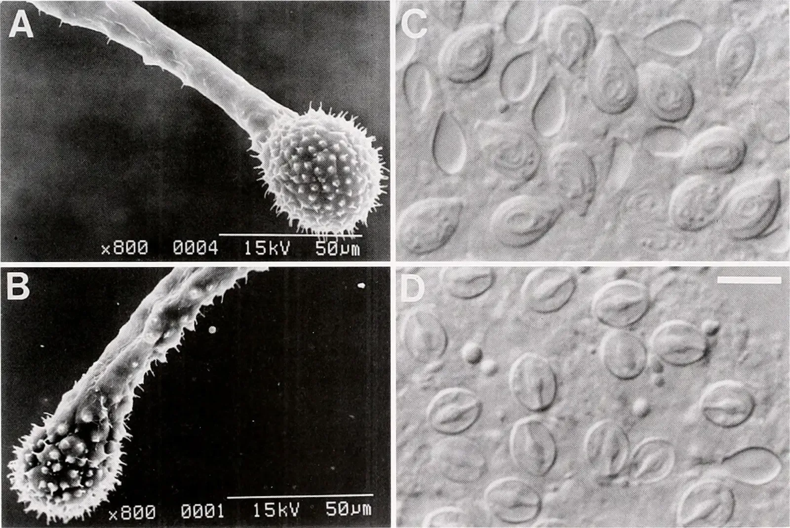 The Future Landscape: New Eyes on the Unseen (Image Credits: Wikimedia)