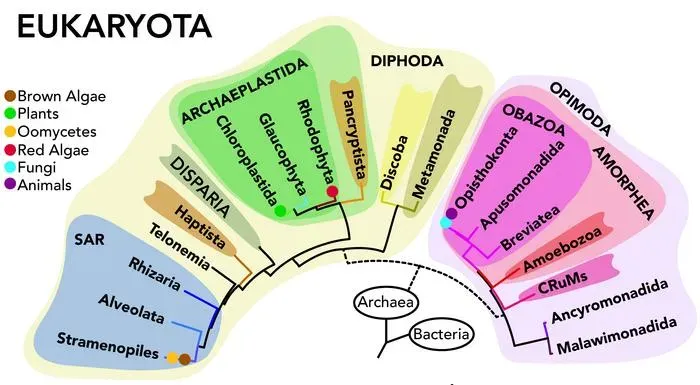 Multicellular Marvels: From Simple Clumps to Strange Seas (Simplified tree of eukaryotic life highlighting newly discovered lineage (IMAGE). Article: New clues to origins of complex life revealed by biologist in Nature journal. On: EurekAlert! Source: Mississippi State University, CC0)