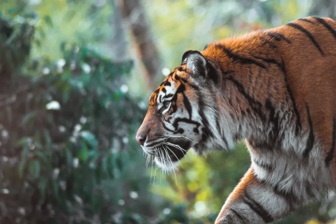 10. Defensive charges and bluff attacks: forcing you to back off (Image Credits: Unsplash)