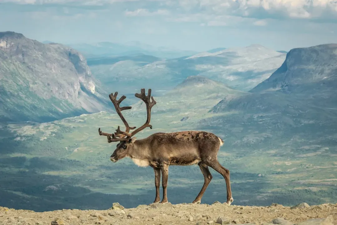 Reindeer: Seeing the Invisible Spectrum (Image Credits: Unsplash)