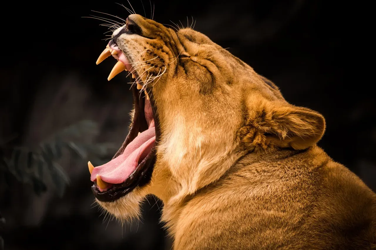 Yawning Across the Animal Kingdom: An Ancient Reflex (Image Credits: Pixabay)
