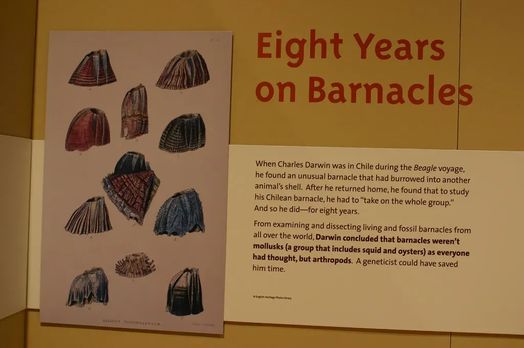 #15 - The Barnacles Darwin Gave Away Before He Was Famous (Ryan Somma, Flickr, CC BY-SA 2.0)