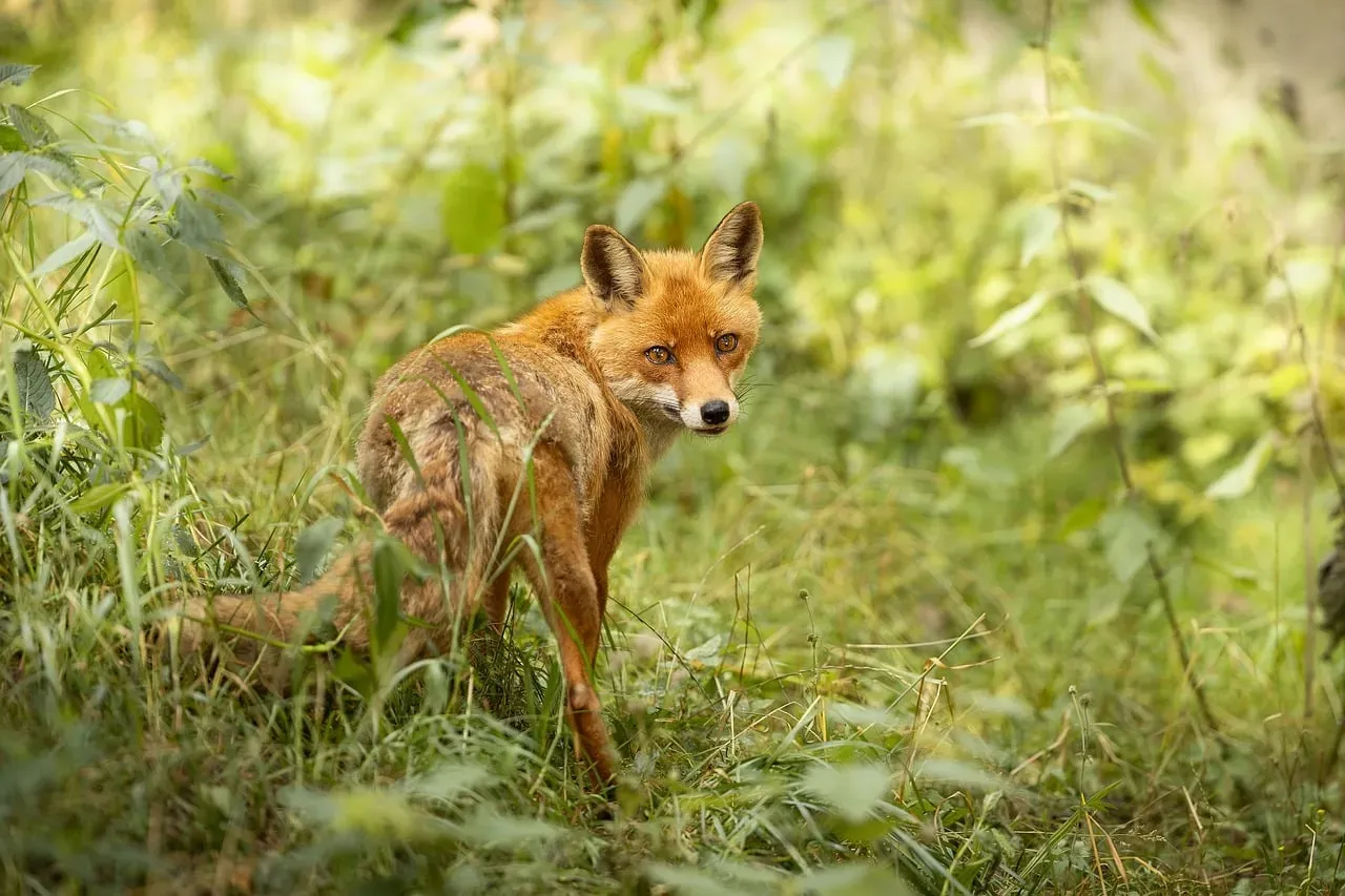 Why Animal Characters Feel Relatable Instead of Distant (Image Credits: Pixabay)