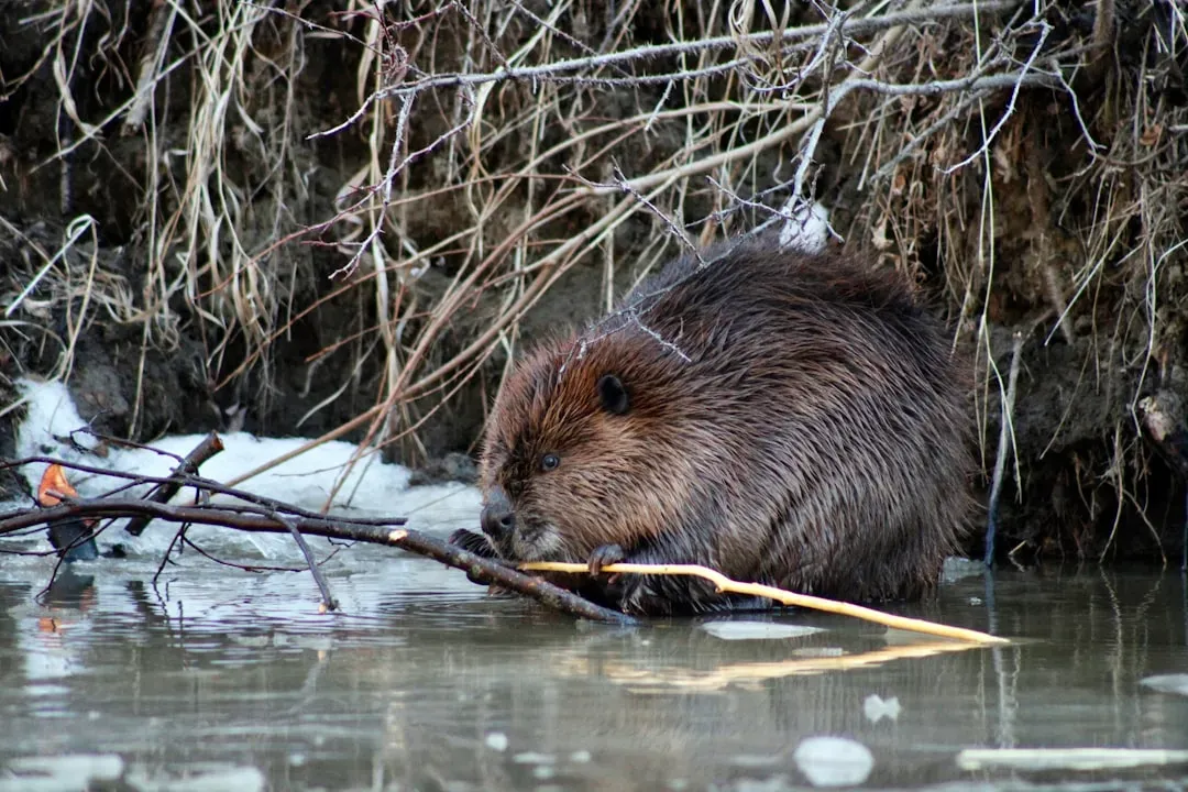 What Earlier Beaver Dams Mean for Streams, Ponds, and Wetlands (Image Credits: Unsplash)