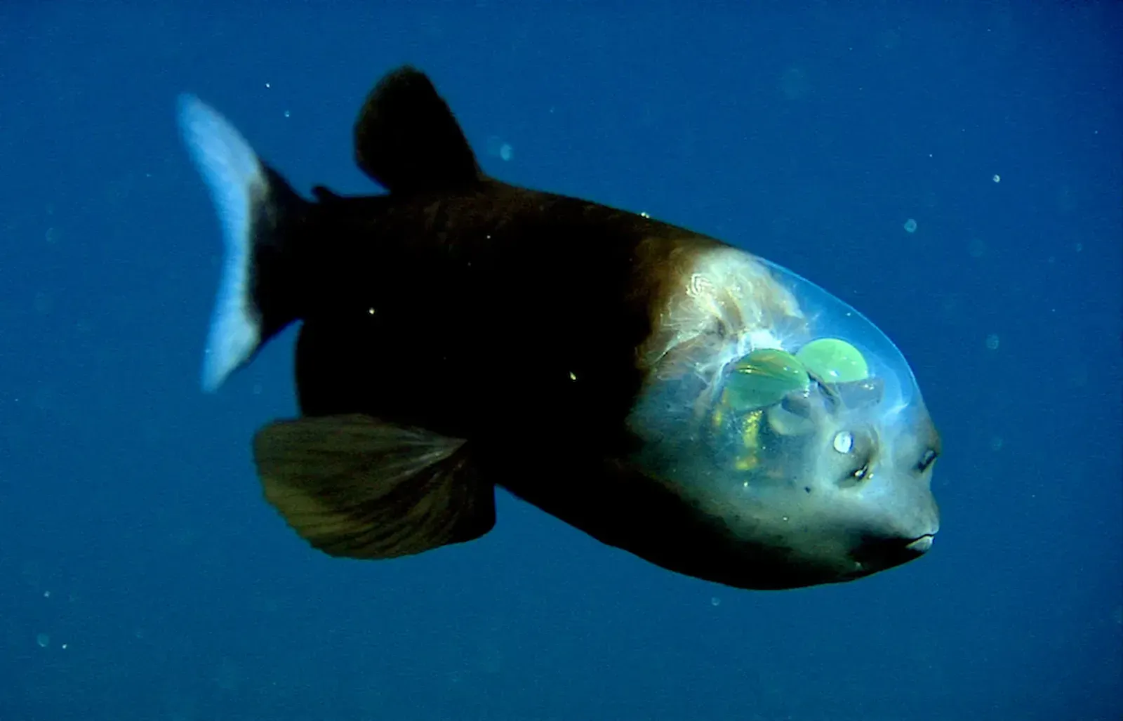 9. Barreleye Fish – The Fish with a Transparent Head (Image Credits: Wikimedia)