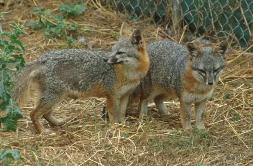 6. The Island Fox: A Pint-Sized Comeback Story (National Park Service, Public domain)