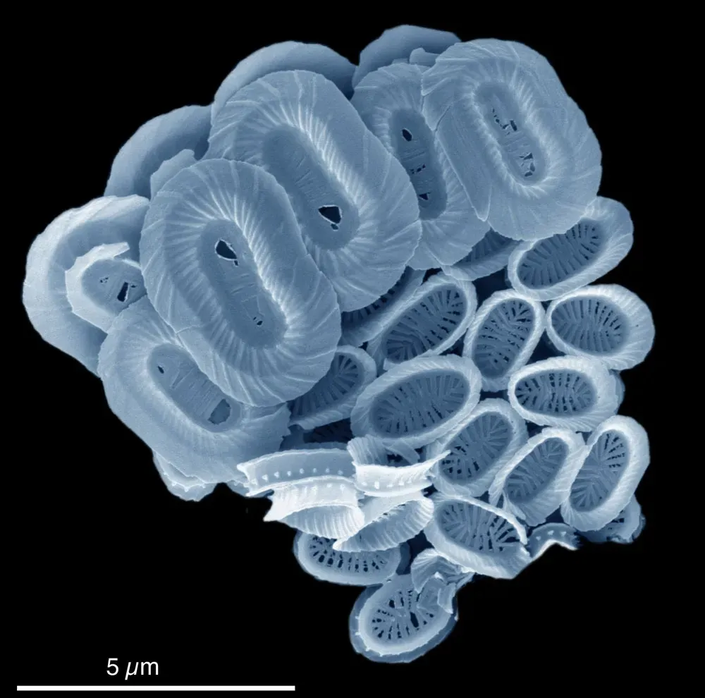 Microfossils in Chalk: Ancient Shells Hidden in Classroom Dust (Image Credits: Wikimedia)