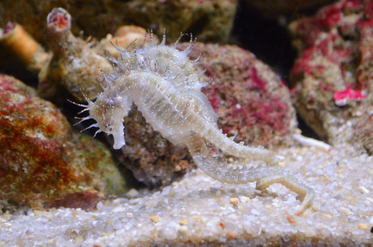 Virgo (August 23 - September 22): The Seahorse (Image Credits: Pixabay)
