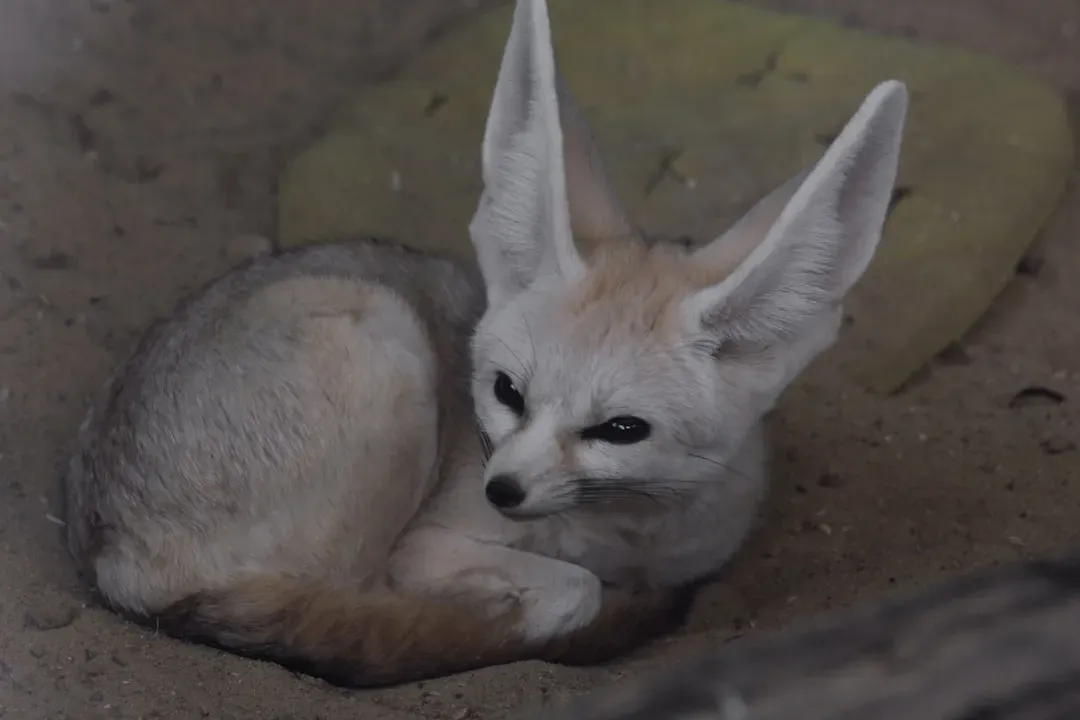 10. The Fennec Fox: Giant Ears as a Cooling System (Image Credits: Unsplash)