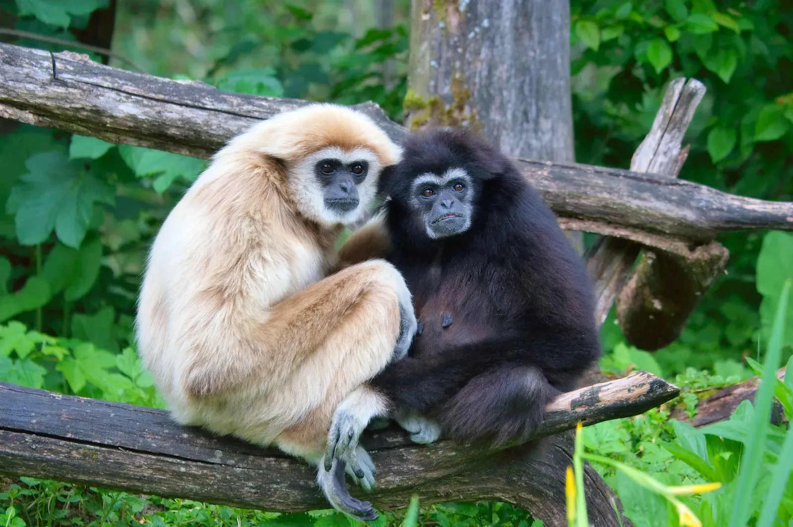 #3 - Hainan Gibbon (Functionally "Extinct," Yet Still Here) (Own work at Zoo Salzburg, CC BY 2.5)