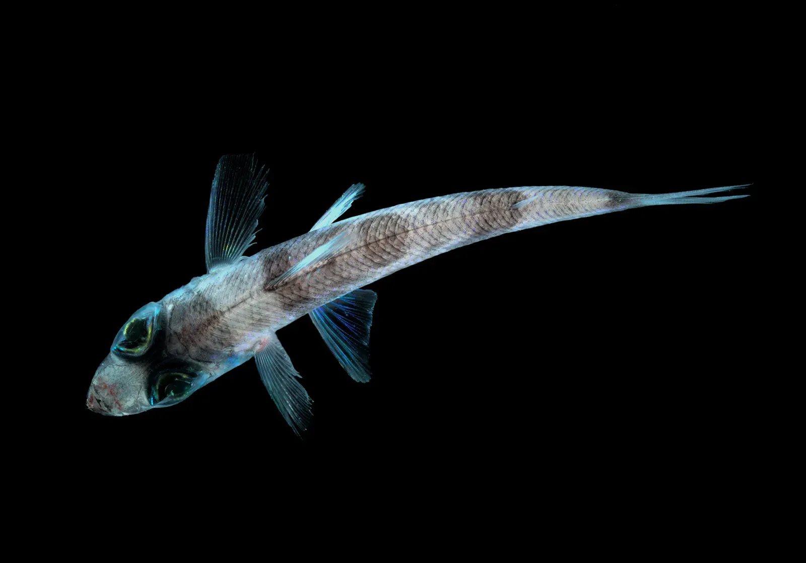 Deep-Sea Brains and Bodies: Built for Scarcity and Pressure (Image Credits: Wikimedia)